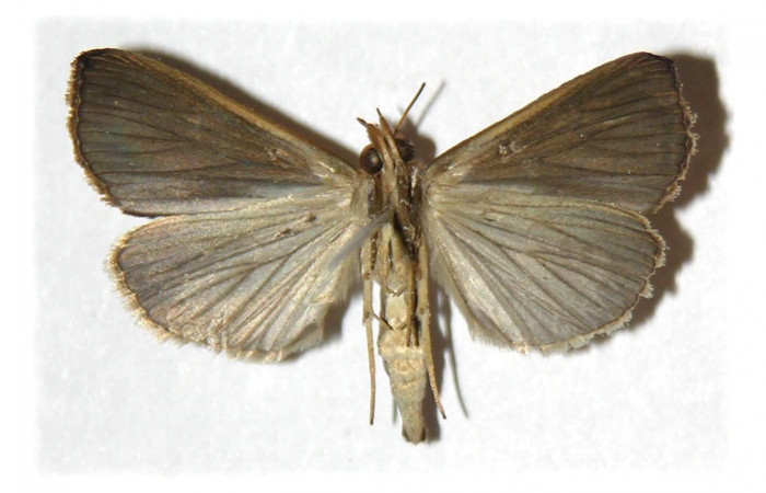 Fig. 2 Adulto <i>Plusiodonta effulgens</i></i> (Erebidae), vista dorsal mide 27mm. Pasmompa, Sector Pitilla, 440m. 04-SRNP-42381-DHJ314805.
