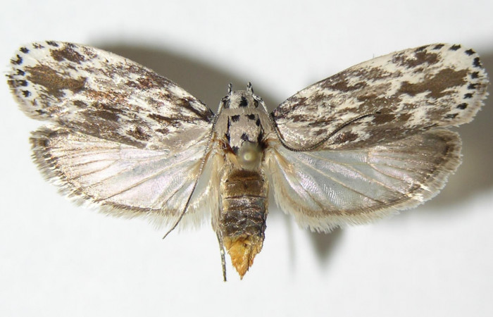 Figura 11.Adulto de <i>Ethmia baliostola</i></i> en posicion dorsal. Voucher, 05-SRNP-22238-DHJ338888.
