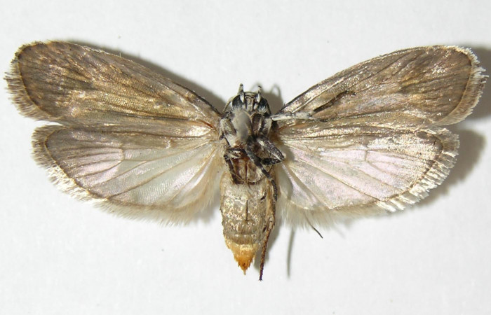 Figura 12. Adulto de <i>Ethmia baliostola</i></i> en posicion ventral. Voucher,05-SRNP-22238-DHJ338889.