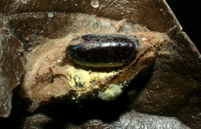 Figura 10.Parasito puesto en <i>Ethmia baliostola</i></i>  Voucher, 06-SRNP-22858-DHJ452584.