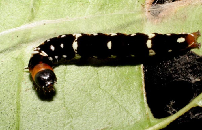 Figura 7.<i>Ethmia baliostola</i></i> en posición dorsal, PU estadio. Voucher, 07-SRNP-41088-DHJ422243.