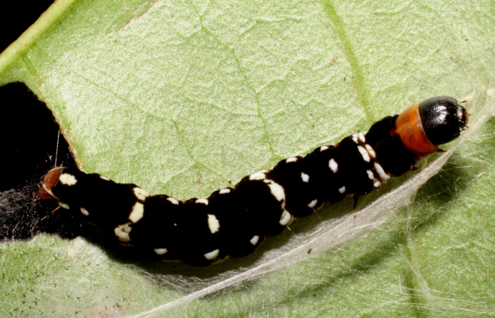 Figura 6.<i>Ethmia baliostola</i></i> en posición dorsal, PU estadio. Voucher, 07-SRNP-41088-DHJ422246.