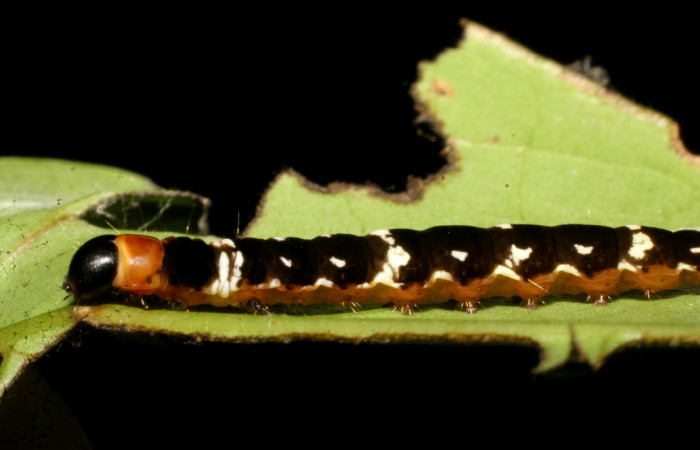 Figura 8.<i>Ethmia baliostola</i></i> en posición lateral, PU estadio. Voucher, 07-SRNP-41088-DHJ422248.