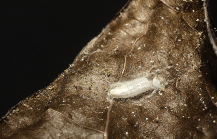 Figura 9.Capullo de parásito <i>Apanteles</i></i> Rodriguez216 de la familia Braconidae, puesto en larva <i>Ethmia baliostola</i></i>.  Voucher, 09-SRNP-40659-DHJ476410.