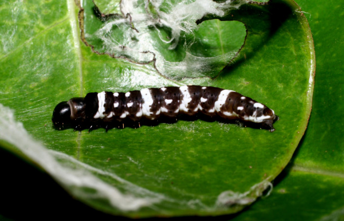 Figura 4. <i>Ethmia baliostola</i></i> en posición dorsal, PU estadio. Voucher, 10-SRNP-55253-DHJ469000.