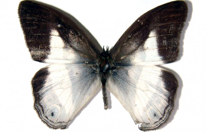 Figura 15. Adulto de <i>Pareuptychia</i></i> metaleucaDHJ02 (Nymphalidae) macho vista dorsal, localidad Tangelo Sector Del Oro ACG (410m). Voucher: 02-SRNP-14005-DHJ96636.jpg.