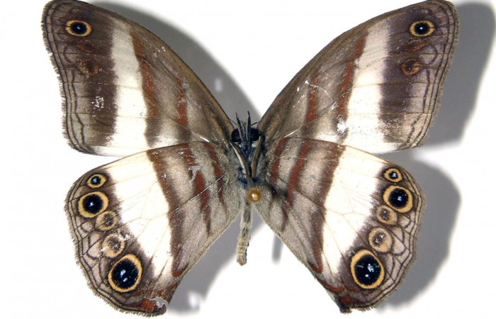 Figura 16. Adulto de <i>Pareuptychia</i></i> metaleucaDHJ02 (Nymphalidae) macho vista dorsal, localidad Tangelo Sector Del Oro ACG (410m). Voucher: 02-SRNP-14005-DHJ96637.jpg.