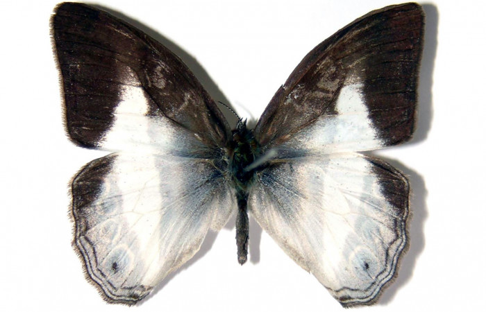 Figura 1. Adulto <i>Pareuptychia metaleuca</i></i> (Nymphalidae), mostrando vista dorsal, localidad Canyon Rio Mena, Sector Del Oro ACG (560m) Voucher: 02-SRNP-5982-DHJ96634jpg.