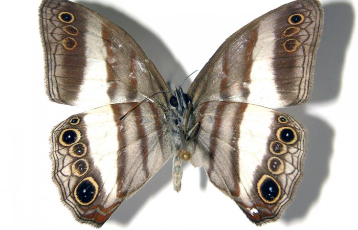 Figura 6. Adulto de <i>Pareuptychia metaleuca</i></i> (Nymphalidae) macho vista dorsal, localidad Canyon Río Mena, Sector Del Oro ACG (560m) Voucher: 02-SRNP-5982-DHJ96635jpg.