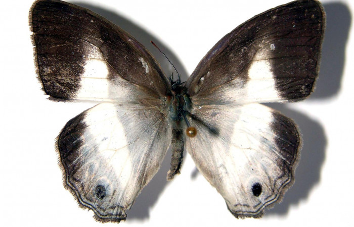 Figura 7. Adulto de <i>Pareuptychia metaleuca</i></i> (Nymphalidae) hembra vista dorsal, localidad Canyon Río Mena, Sector Del Oro ACG (560m Voucher :02-SRNP-5983-DHJ96632.jpg.