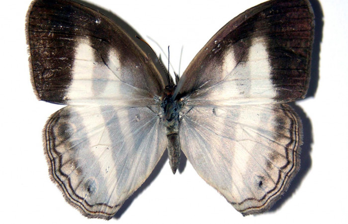 Figura 21. Adulto de <i>Pareuptychia ocirrhoe</i></i> (Nymphalidae) macho vista dorsal, localidad Quebrada Trigal Sector Del Oro ACG (290m). Voucher: 03-SRNP-1304-DHJ96680.jpg.