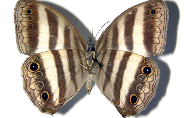 Figura 22. Adulto de <i>Pareuptychia ocirrhoe</i></i> (Nymphalidae) macho vista dorsal, localidad Quebrada Trigal Sector Del Oro ACG (290m). Voucher: 03-SRNP-1304-DHJ96681.jpg.