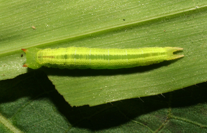 Figura 18. Larva <i>Pareuptychia ocirrhoe</i></i> (Nymphalidae), en penúltimo estadío (PU)), vista dorsal, localidad Ingas Sector Pitilla ACG (580m). Voucher: 11-SRNP-30584-DHJ481624.jpg.