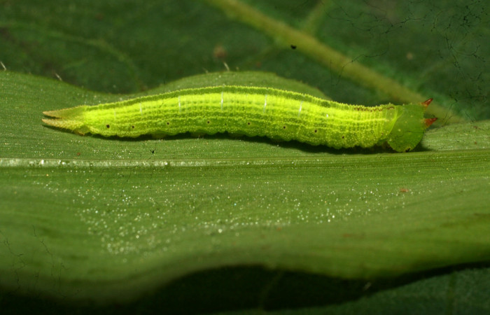 Figura 17. Larva <i>Pareuptychia ocirrhoe</i></i> (Nymphalidae), en penúltimo estadío (PU)), vista lateral, localidad Ingas Sector Pitilla ACG (580m). Voucher: 11-SRNP-30584-DHJ481625.jpg.