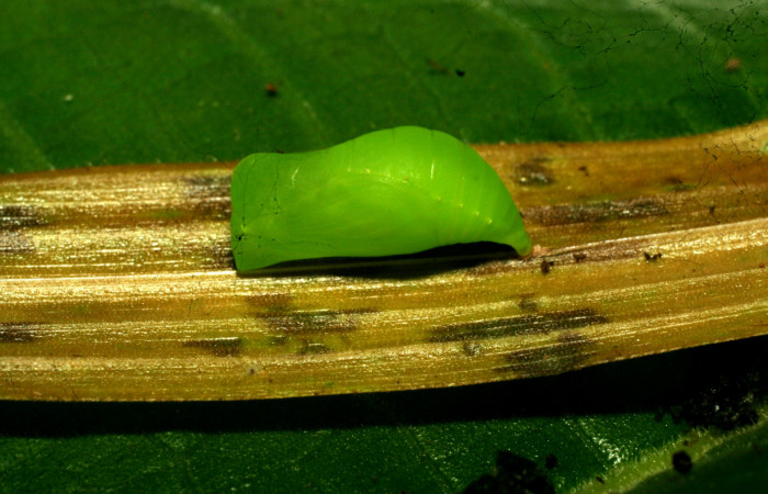 Figura 19. Pupa de <i>Pareuptychia ocirrhoe</i></i> (Nymphalidae), vista dorsal, localidad Casa Roberto Sector Pitilla ACG (520m). Voucher: 11-SRNP-30615-DHJ481667.jpg.