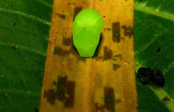Figura 20. Pupa de <i>Pareuptychia ocirrhoe</i></i> (Nymphalidae), vista dorsal, localidad Sendero Casa Roberto Sector Pitilla ACG (520m). Voucher: 11-SRNP-30615-DHJ481668.jpg.