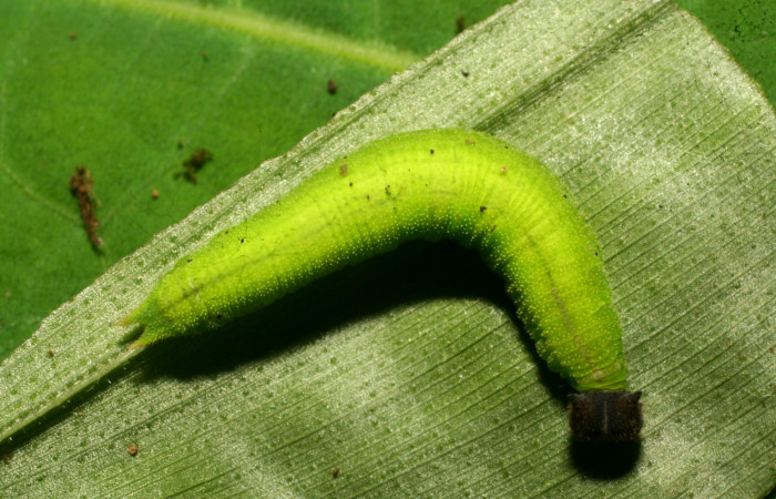 Figura 2. Larva <i>Pareuptychia metaleuca</i></i> (Nymphalidae), en último estadío (U), vista dorsal, localidad Estación Pitilla Sector Pitilla ACG (675m). Voucher: 11-SRNP-30763-DHJ481973.jpg.
