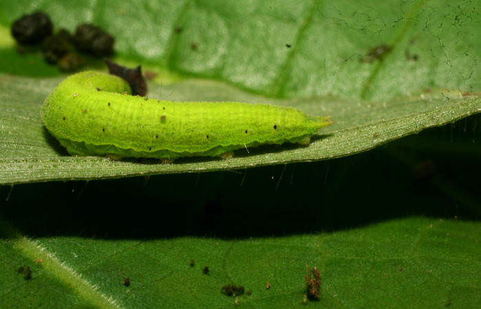 Figura 3. Larva <i>Pareuptychia metaleuca</i></i> (Nymphalidae), en último estadío (U), vista lateral, localidad Estación Pitilla Sector Pitilla ACG (675m). Voucher: 11-SRNP-30763-DHJ481974.jpg.