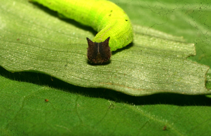 Figura 4. Larva <i>Pareuptychia metaleuca</i></i> (Nymphalidae), en último estadío (U), vista cabeza de frente, localidad Estación Pitilla Sector Pitilla ACG (675m). Voucher: 11-SRNP-30763-DHJ481979.jpg.