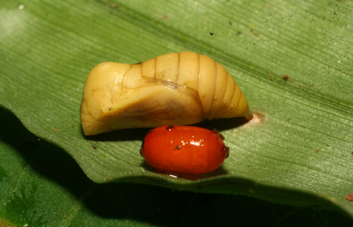 Figura 9. Pupario de parásito <i>Houghia triangularis</i></i> (Tachinidae) que ataca <i>Pareuptychia metaleuca</i></i> (Nymphalidae), localidad Estación Pitilla, Sector Pitilla ACG (675m). Voucher: 11-SRNP-30763-DHJ481982.jpg.