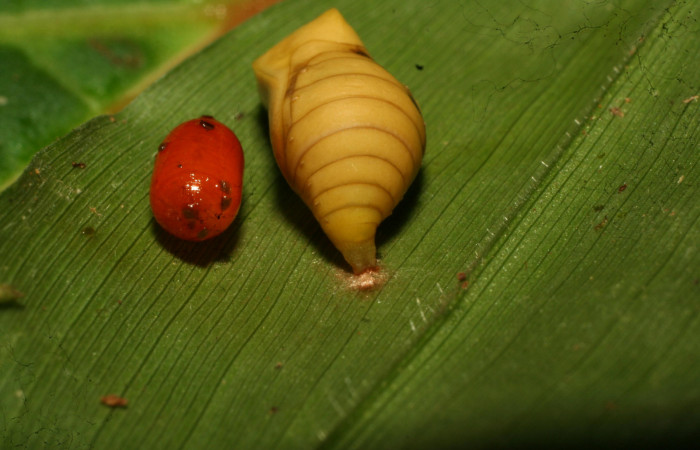 Figura 10. Pupario de parásito <i>Houghia triangularis</i></i> (Tachinidae) que ataca <i>Pareuptychia metaleuca</i></i> (Nymphalidae), localidad Estación Pitilla, Sector Pitilla ACG (675m) Voucher: 11-SRNP-30763-DHJ481985.jpg.