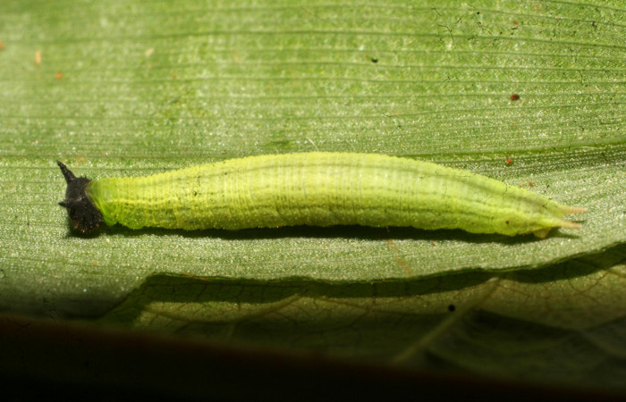 Figura 11. Larva <i>Pareuptychia</i></i> metaleucaDHJ02 (Nymphalidae), en penúltimo estadío (PU)), vista lateral, localidad Estación Pitilla Sector Pitilla ACG (675m). Voucher: 11-SRNP-32993-DHJ484407.jpg.