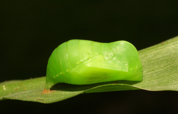 Figura 14. Pupa de <i>Pareuptychia</i></i> metaleucaDHJ02 (Nymphalidae), vista dorsal, localidad Estación Pitilla Sector Pitilla ACG (675m). Voucher: 11-SRNP-32993-DHJ484667.jpg.