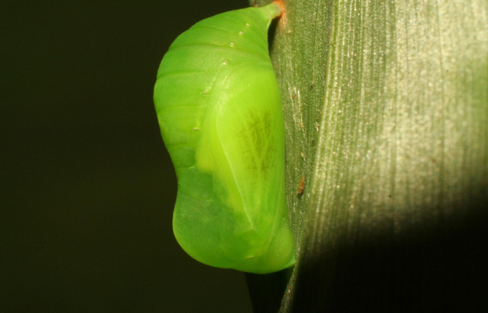 Figura 13. Pupa de <i>Pareuptychia</i></i> metaleucaDHJ02 (Nymphalidae), vista dorsal, localidad Estación Pitilla Sector Pitilla ACG (675m). Voucher: 11-SRNP-32993-DHJ484668.jpg.