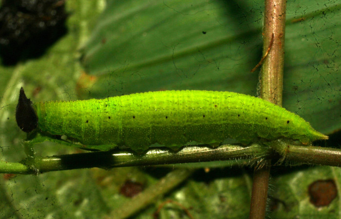 Figura 12. Larva <i>Pareuptychia</i></i> metaleucaDHJ02 (Nymphalidae), en último estadío (U), vista lateral, localidad Estación Pitilla Sector Pitilla ACG (675m). Voucher: 11-SRNP-33109-DHJ484591.jpg.