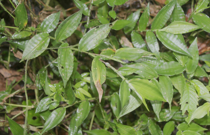 Figura 23. Planta hospedera de <i>Pareuptychia metaleuca </i></i>(Nymphalidae), esta planta se llama <i>Ichnanthus pallens</i></i> (Poaceae), ocalidad Sendero Manguera Estación Quica Sector Pitilla ACG (470m), foto: Ricardo Calero 26 Mayo 2022.