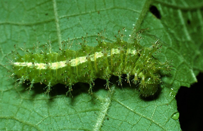 Fig 1. Larva <i>Dynamine postverta</i></i>, ultimo estadio, 18 mm de largo, datos de la imagen (07/24/2003).  Voucher 03-SRNP-17583-DHJ76885.jpg