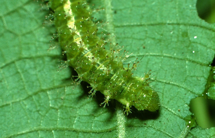 Fig 3. Larva <i>Dynamine postverta</i></i>, ultimo estadio, 18 mm de largo. Voucher 03-SRNP-17583-DHJ76886.jpg.