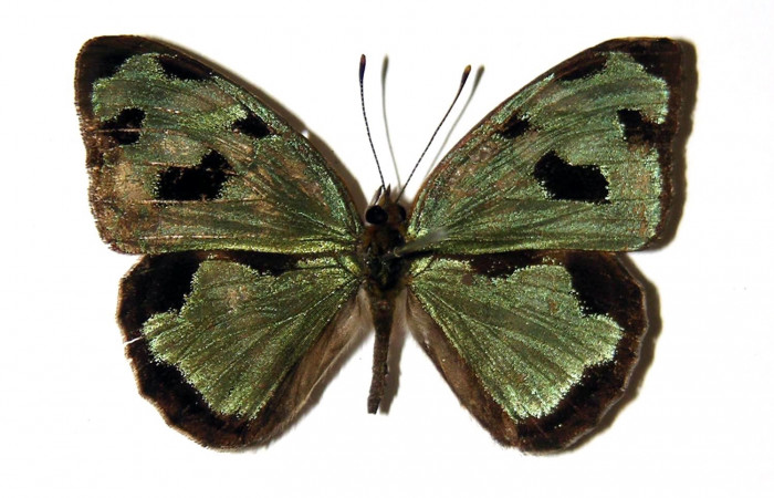 Fig 9. Adulto <i>Dynamine postverta</i></i>, familia (Nymphalidae), vista dorsal, en alas abiertas mide 34 mm. Voucher 04-SRNP-45295-DHJ97500.