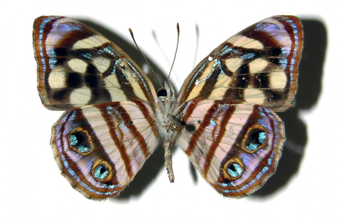 Fig 10. Adulto <i>Dynamine postverta</i></i>, familia (Nymphalidae), vista ventral, en alas abiertas mide 34 mm. Sector Cacao. Voucher 04-SRNP-45295-DHJ97501.