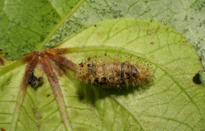 Fig 17. Capullo de parásito de larva <i>Dynamine postverta</i></i> especie <i>Microcharops</i></i> tibialisDHJ09, familia Ichneumonidae, en último estadio, 9 mide largo. Voucher 06-SRNP-31255-DHJ425012.jpg.