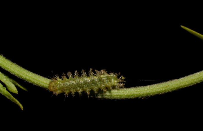 Fig 5. Larva <i>Dynamine postverta</i></i>, vista desde el frente  penúltimo estadio, 7 mm de largo, Estación Biológica Pitilla. Voucher 06-SRNP-31258-DHJ425015.jpg