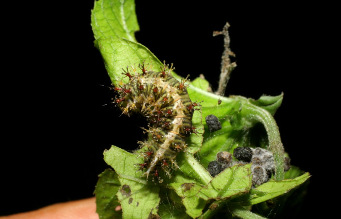 Fig 11. <i> Dynamine</i></i> mexicanaDHJ02, vista dorsal, último estadio.  En planta hospedera Dalechampia cissifolia, de la familia (Euphorbiaceae). Estación Biológica Pitilla. Voucher 06-SRNP-31363-DHJ412495.jpg