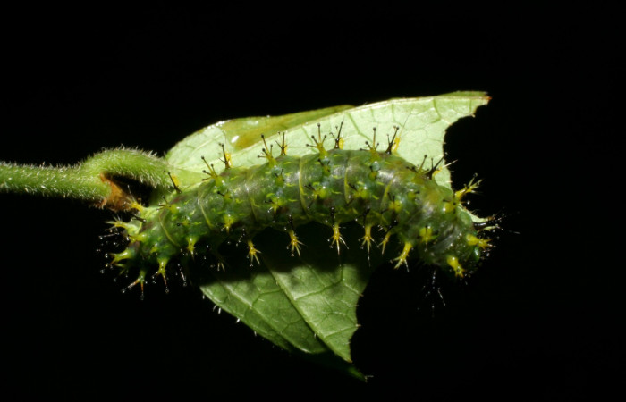 Fig 14. <i>Dynamine sosthenes</i></i>, vista dorsal, último estadio. Planta hospedera <i>Acidoton nicaraguensis</i></i>, familia Euphorbiaceae. Voucher 06-SRNP-32143-DHJ413263.jpg