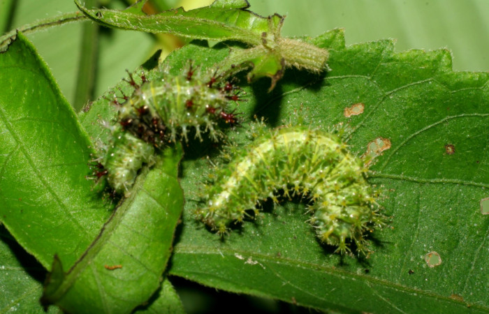Fig 4. Larvas <i>Dynamine postverta</i></i>, ultimo estadio, 14 mm de largo, Estación Biológica La Perla. 
Voucher 07-SRNP-58287-DHJ428683.jpg