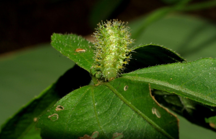 Fig 2. Larva <i>Dynamine postverta</i></i>, vista desde el frente, último estadio, 14 mm de largo, Estación Biológica La Perla. Voucher 07 SRNP-58287DHJ428685.jpg.