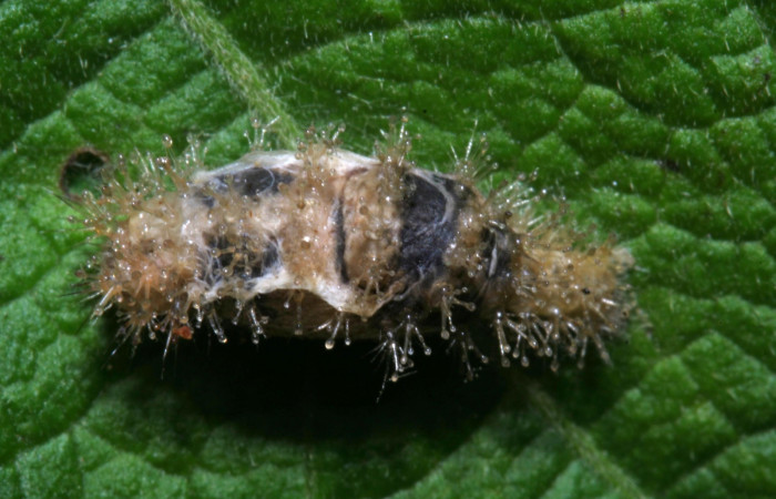 Fig 18. Capullo de parásito de larva <i>Dynamine postverta</i></i> especie </i>Microcharops</i> tibialisDHJ09, familia Ichneumonidae, con 10 mm de largo.Voucher 12-SRNP-30393-DHJ485218.jpg.