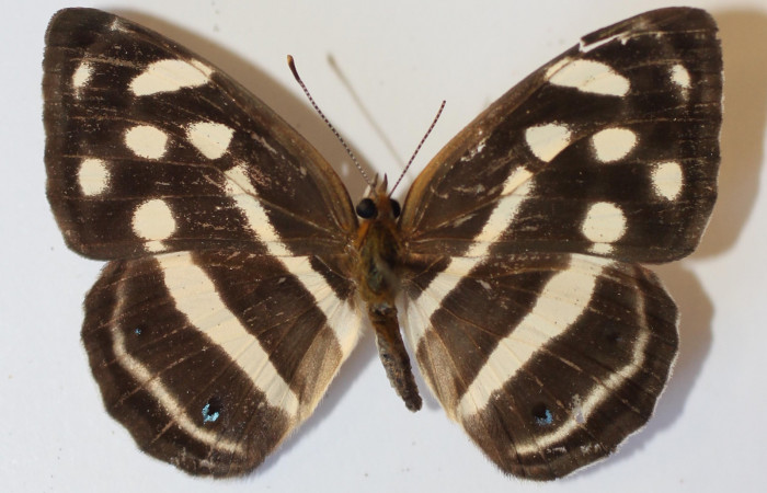 Fig 12. Adulto <i>Dynamine</i></i> mexicanaDHJ02, vista dorsal.
Voucher 13-SRNP-65210-DHJ583604.