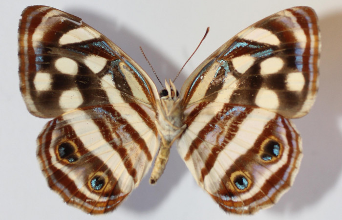 Fig 13. Adulto <i>Dynamine</i></i> mexicanaDHJ02, vista ventral.
Voucher 13-SRNP-65210-DHJ583605.