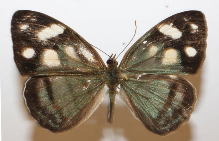 Fig 15. Adulto <i>Dynamine sosthenes</i></i>, Nymphalidae. Vista dorsal. Voucher 18-SRNP-20358-DHJ947252.