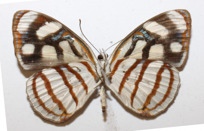 Fig 16. Adulto <i>Dynamine sosthenes</i></i>, Nymphalidae. Vista ventral.
Voucher 18-SRNP-20358-DHJ947253.
