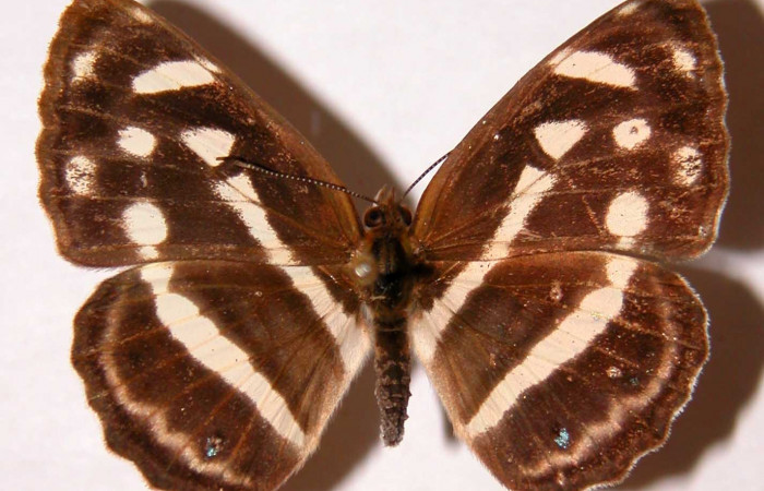 Fig 7. Adulto <i>Dynamine postverta</i></i>, familia (Nymphalidae) vista dorsal, en alas abiertas mide 32 mm. Sector Santa Rosa. Voucher 83-SRNP-1428-DHJ38666.