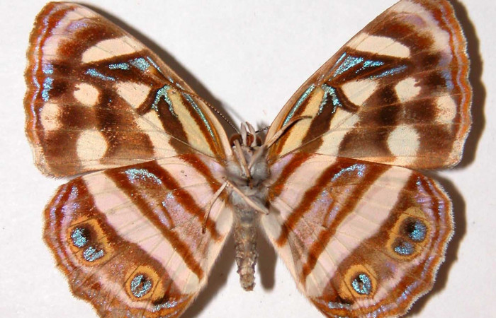 Fig 8. Adulto <i>Dynamine postverta</i></i>, familia (Nymphalidae) vista ventral, en alas abiertas mide 32 mm. Sector Santa Rosa. Voucher 83-SRNP-1428-DHJ38667.