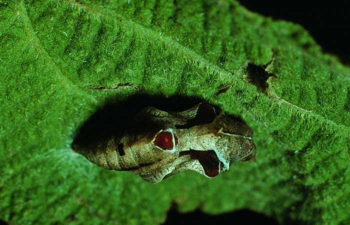 Fig 6. Pupa <i>Dynamine postverta</i></i>, vista dorsal entero, Santa Rosa, localidad bosque húmedo. Voucher 83-SRNP-1428-DHJ6765.jpg. 