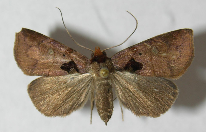Fig.1 Vista dorsal, <i>Lephana muffula</i></i> (Erebidae), eclosionó 21 julio 2012, Sector El Hacha, Estación Los Almendros, 290mts. (12-SRNP-21285-DHJ567628).
