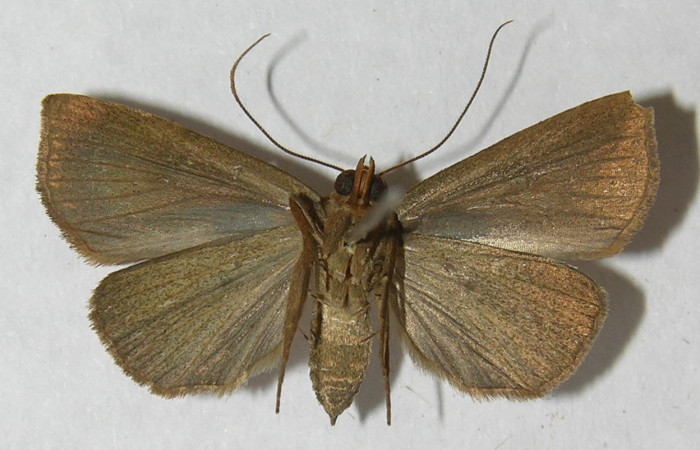Fig.2 Vista ventral, <i>Lephana muffula</i></i> (Erebidae), eclosionó 21 julio 2012, Sector El Hacha, Estación Los Almendros, 290mts. (12-SRNP-21285-DHJ567629).